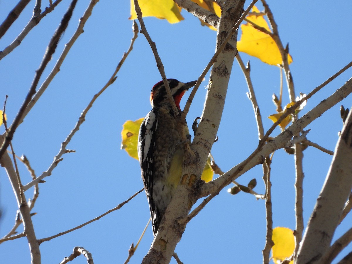 Red-naped Sapsucker - ML627990204