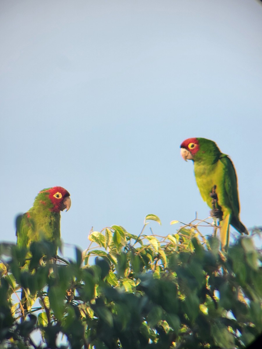Red-masked Parakeet - ML627990205
