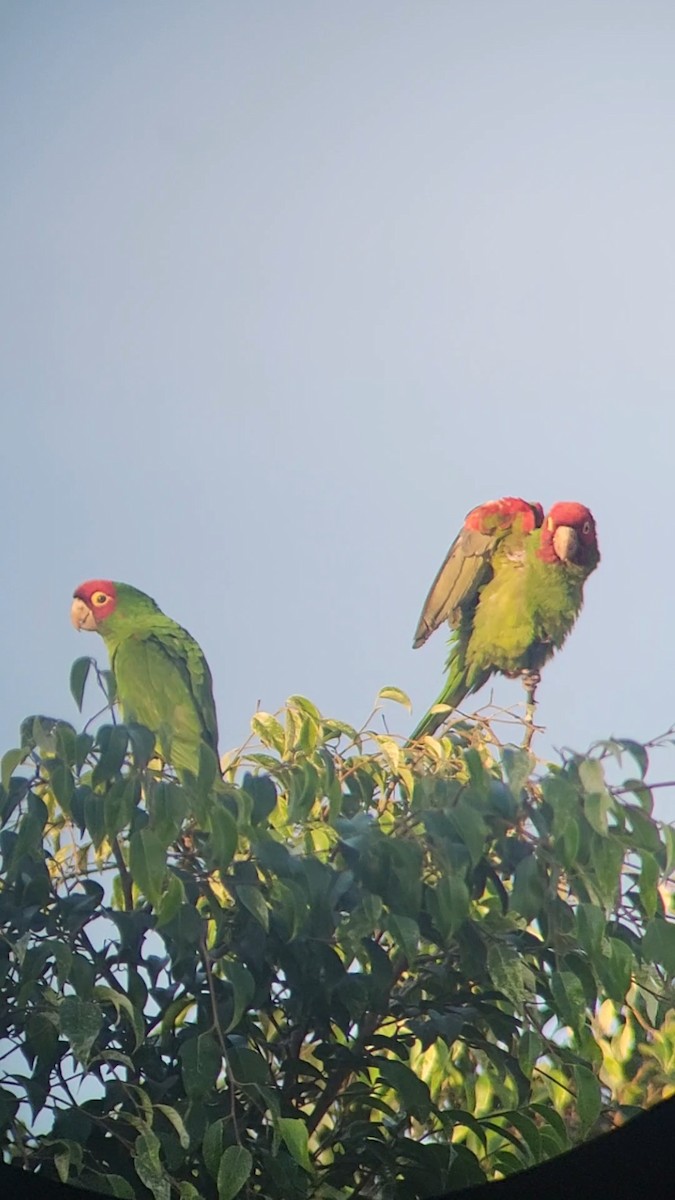 Red-masked Parakeet - ML627990206