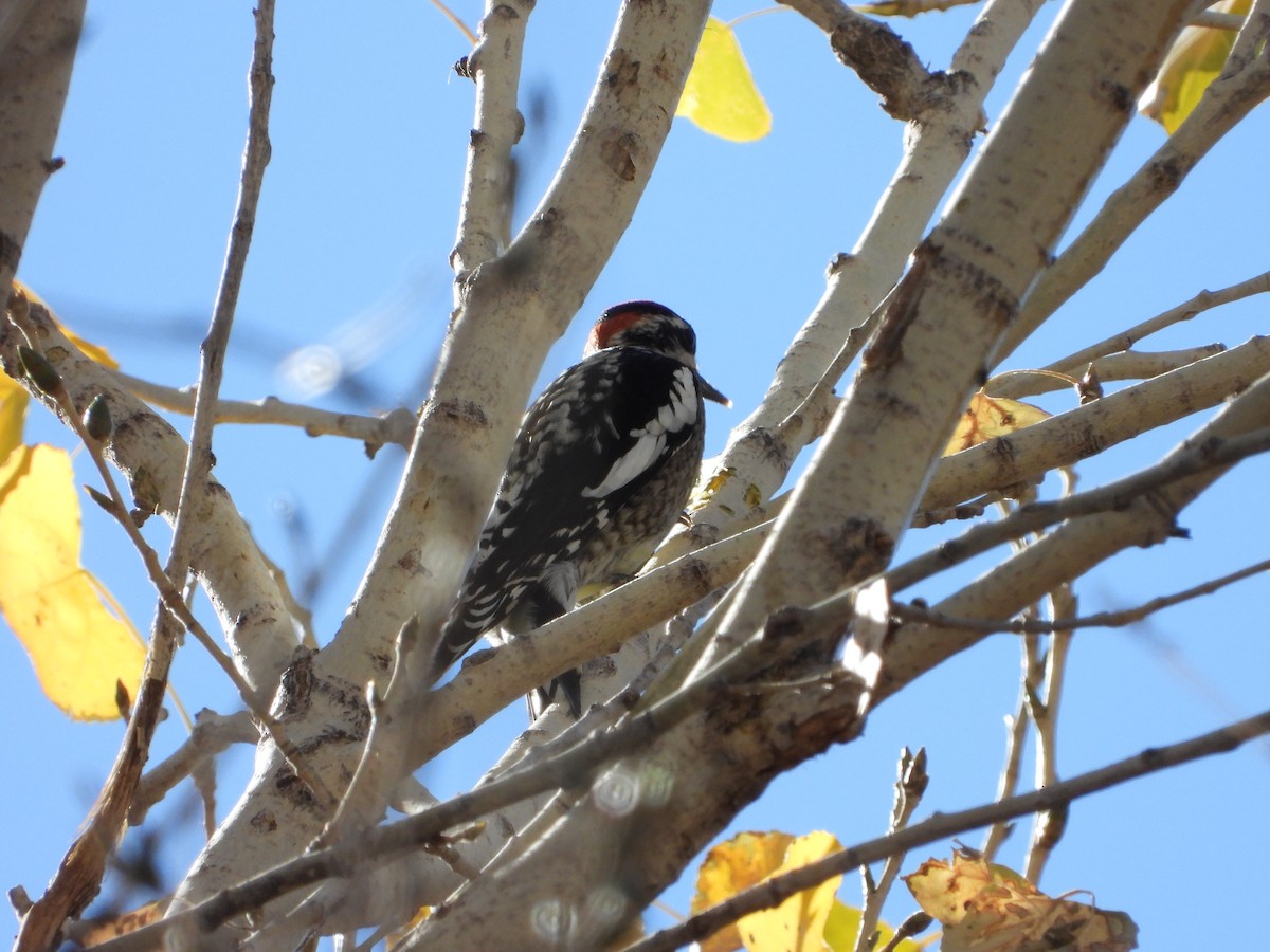 Red-naped Sapsucker - ML627990208