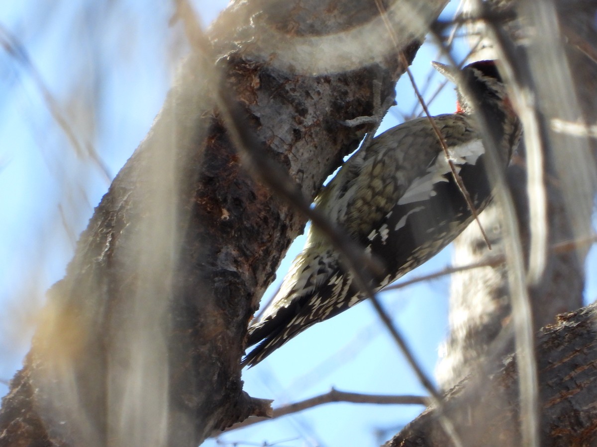 Red-naped Sapsucker - ML627990209