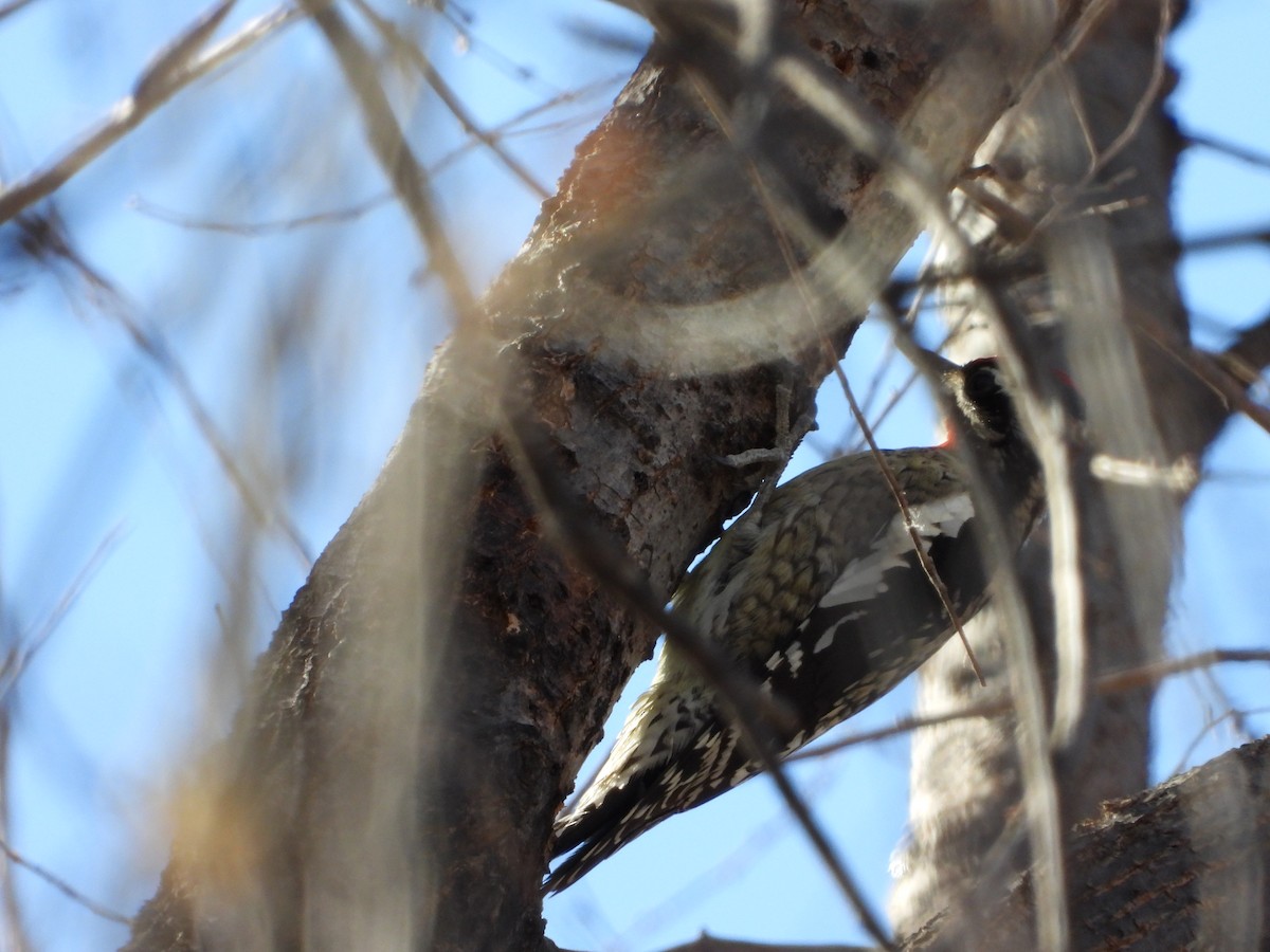 Red-naped Sapsucker - ML627990210