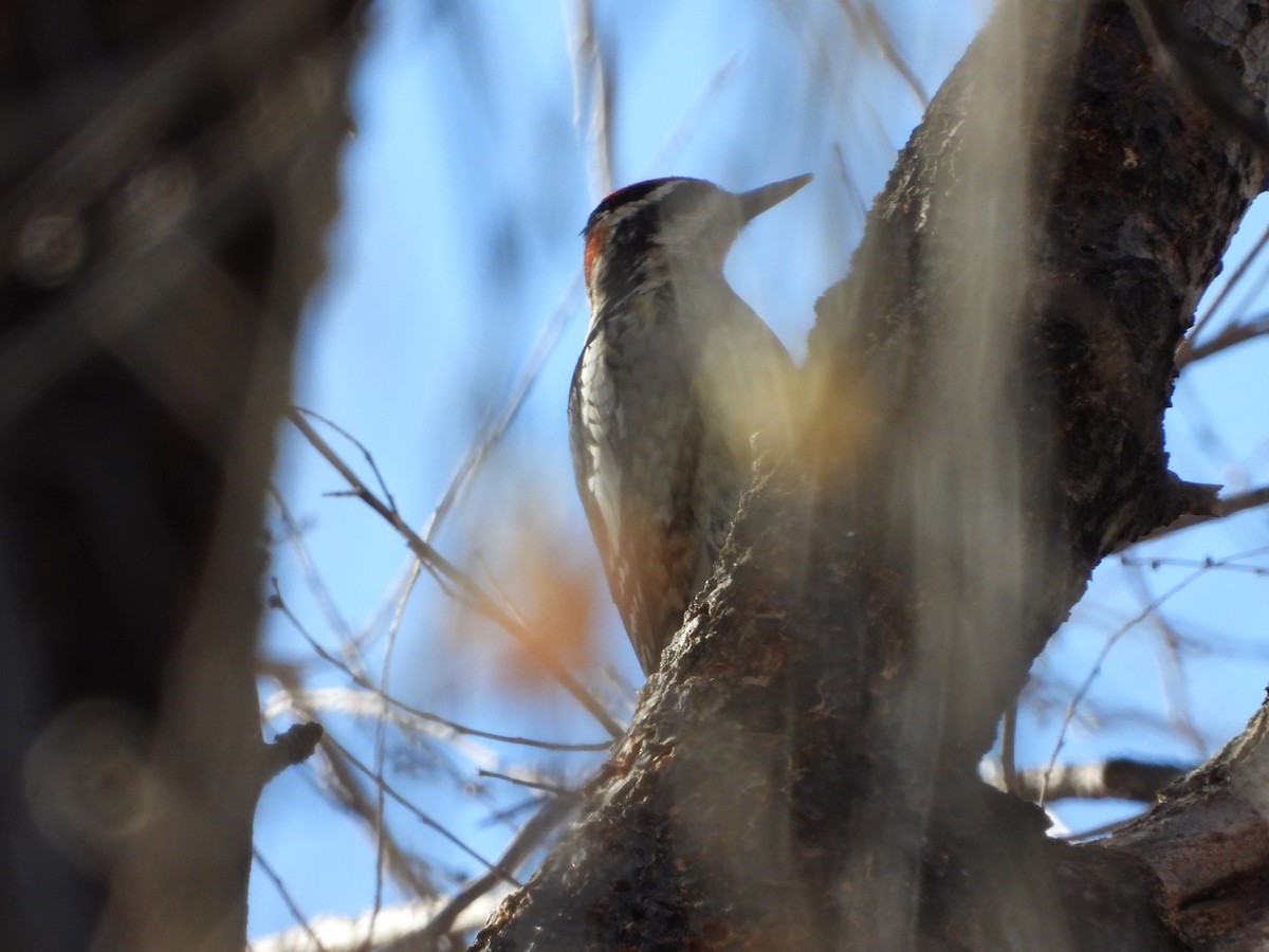 Red-naped Sapsucker - ML627990212