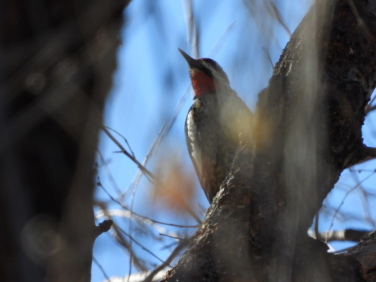 Red-naped Sapsucker - ML627990213