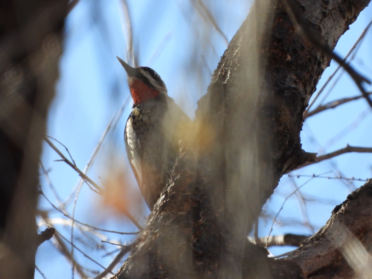 Red-naped Sapsucker - ML627990215