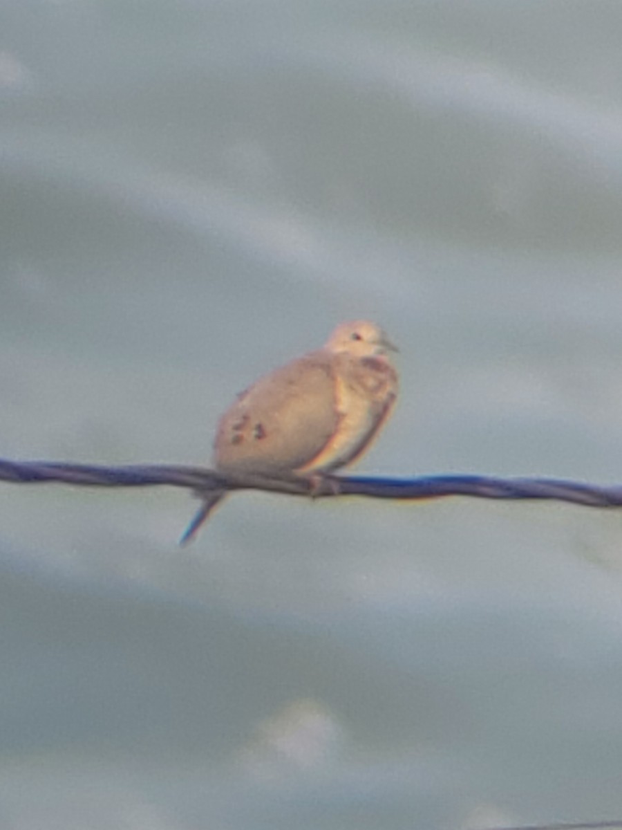 Eared Dove - ML627990272