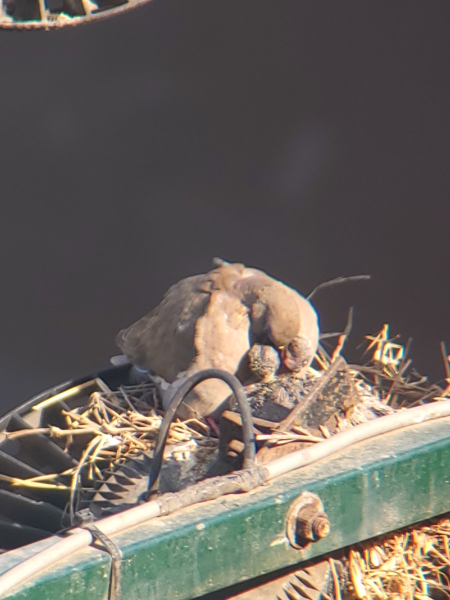West Peruvian Dove - ML627990299