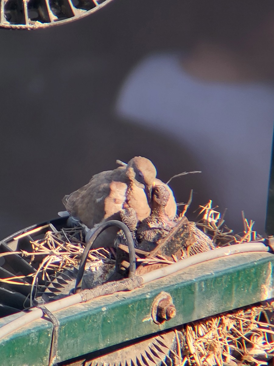 West Peruvian Dove - ML627990300