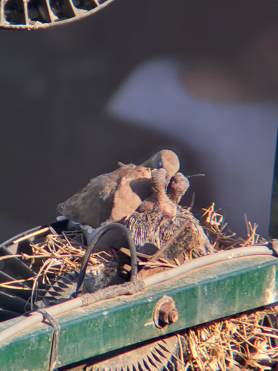 West Peruvian Dove - ML627990301