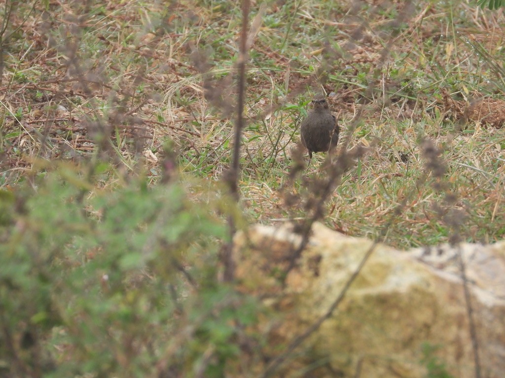 Indian Robin - ML627990327