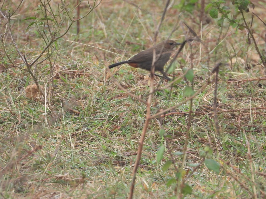 Indian Robin - ML627990328