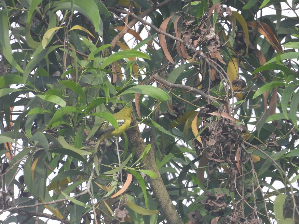 Common Iora - ML627990344