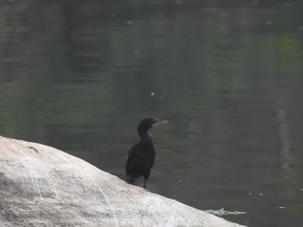 Indian Cormorant - ML627990349