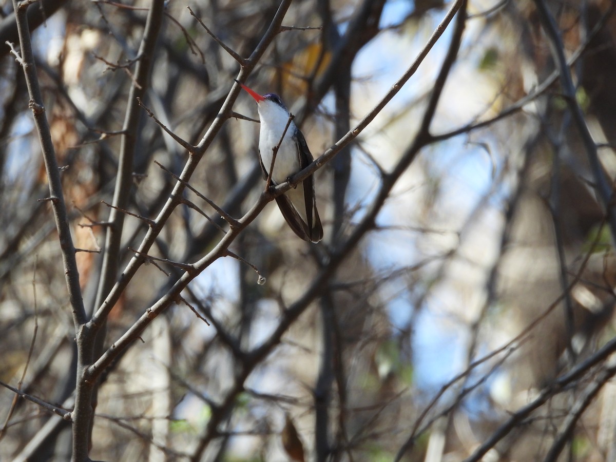 Violet-crowned Hummingbird - ML627990399