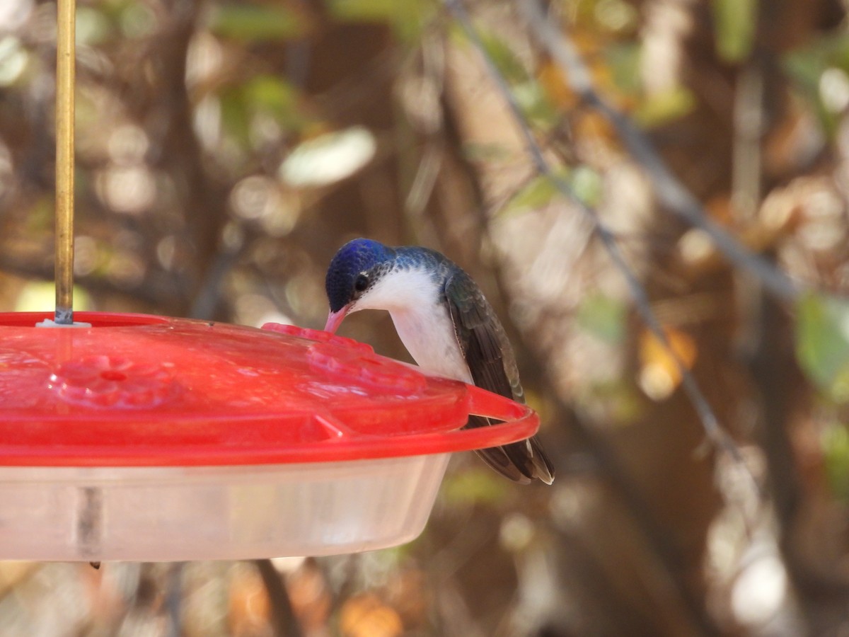 Violet-crowned Hummingbird - ML627990400