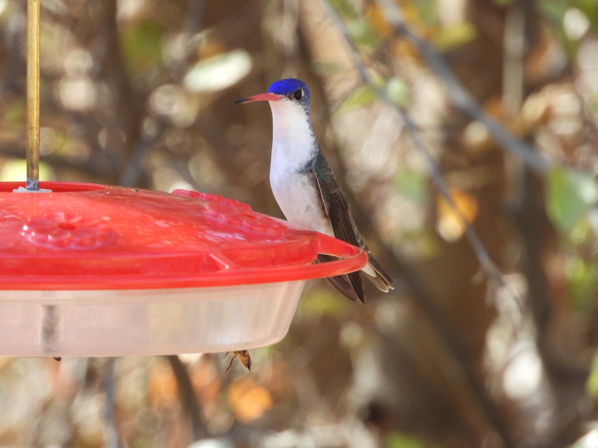 Violet-crowned Hummingbird - ML627990407