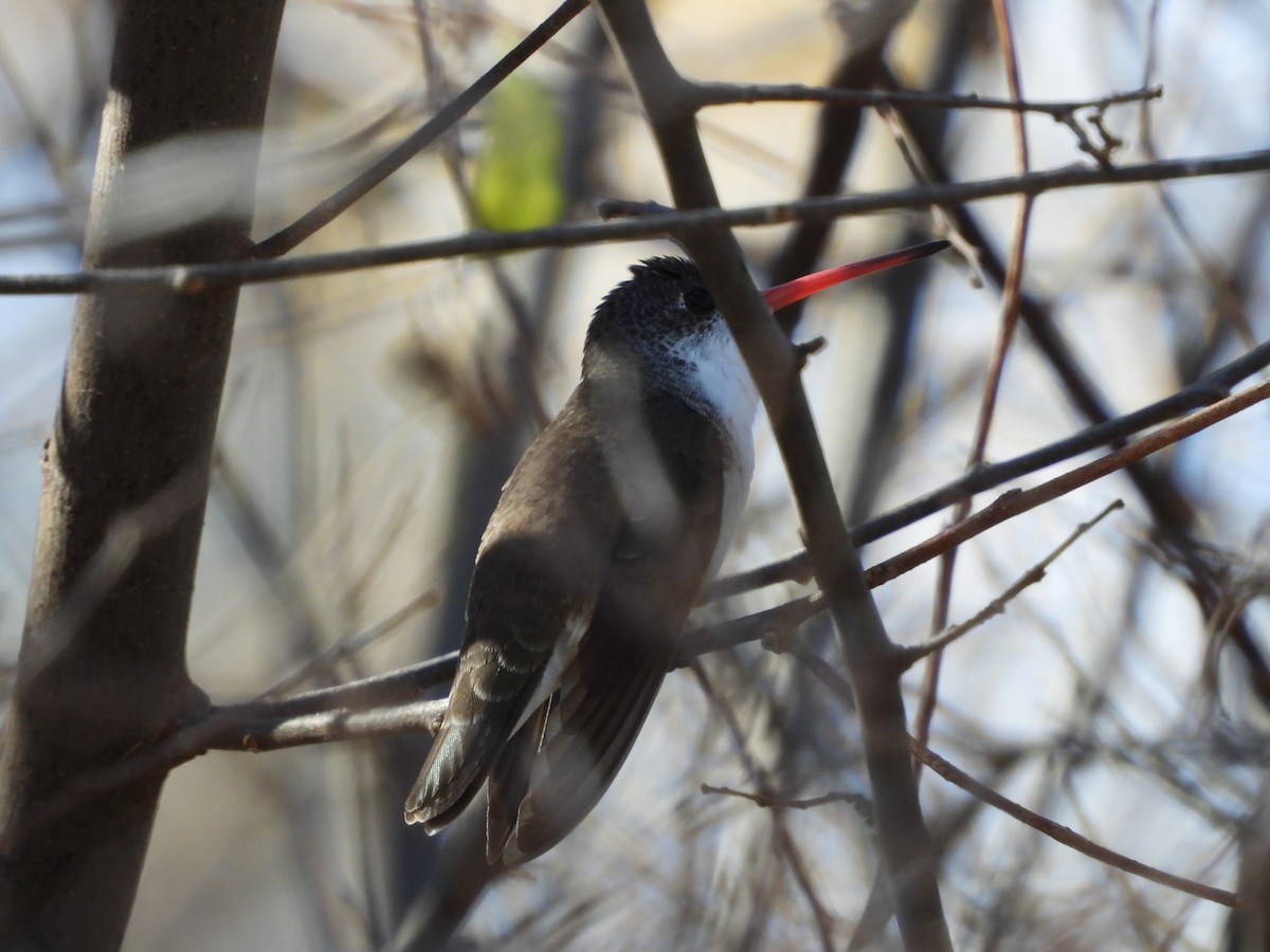 Violet-crowned Hummingbird - ML627990410