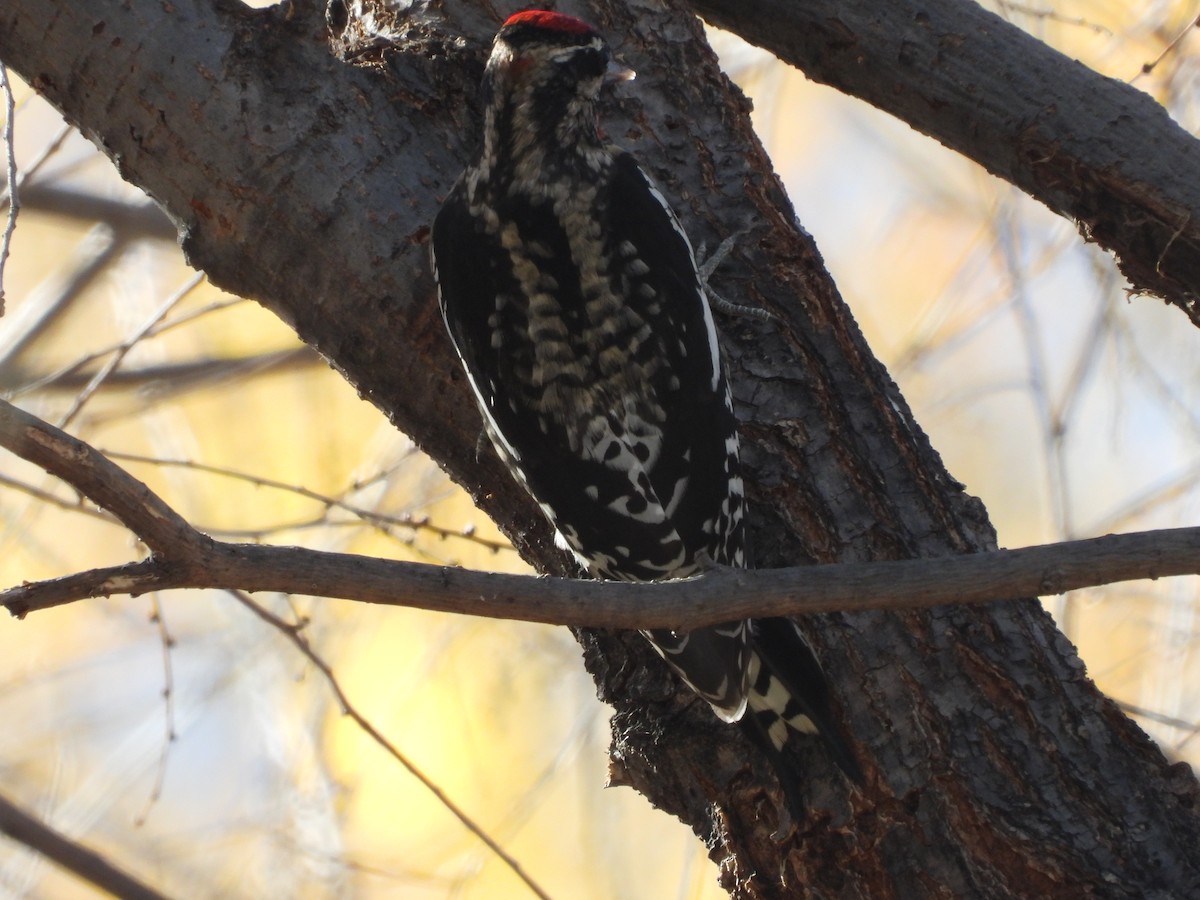 Red-naped Sapsucker - ML627990421