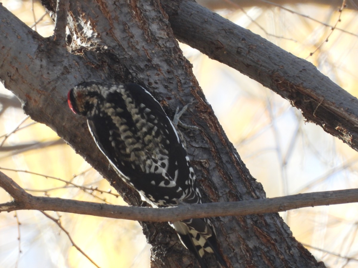 Red-naped Sapsucker - ML627990424