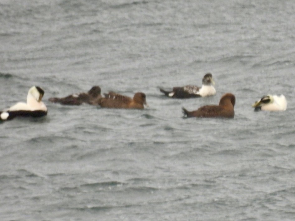 Common Eider - ML627990462