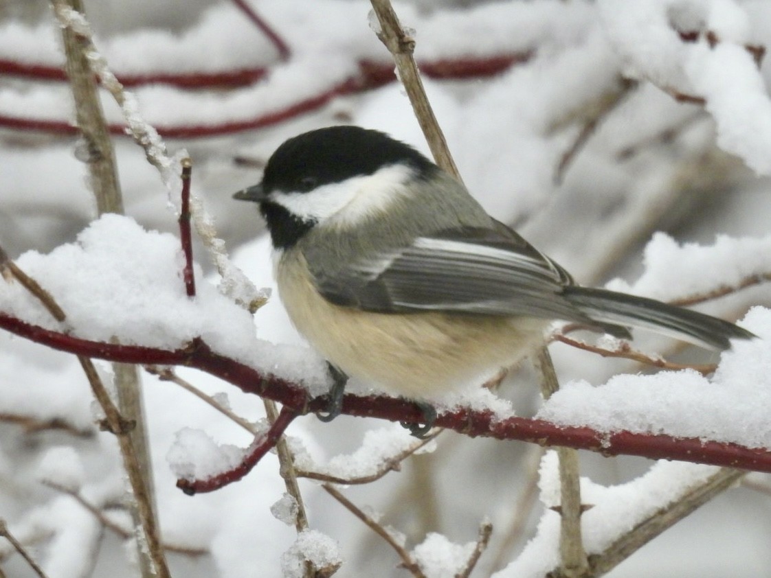 Black-capped Chickadee - ML627990480