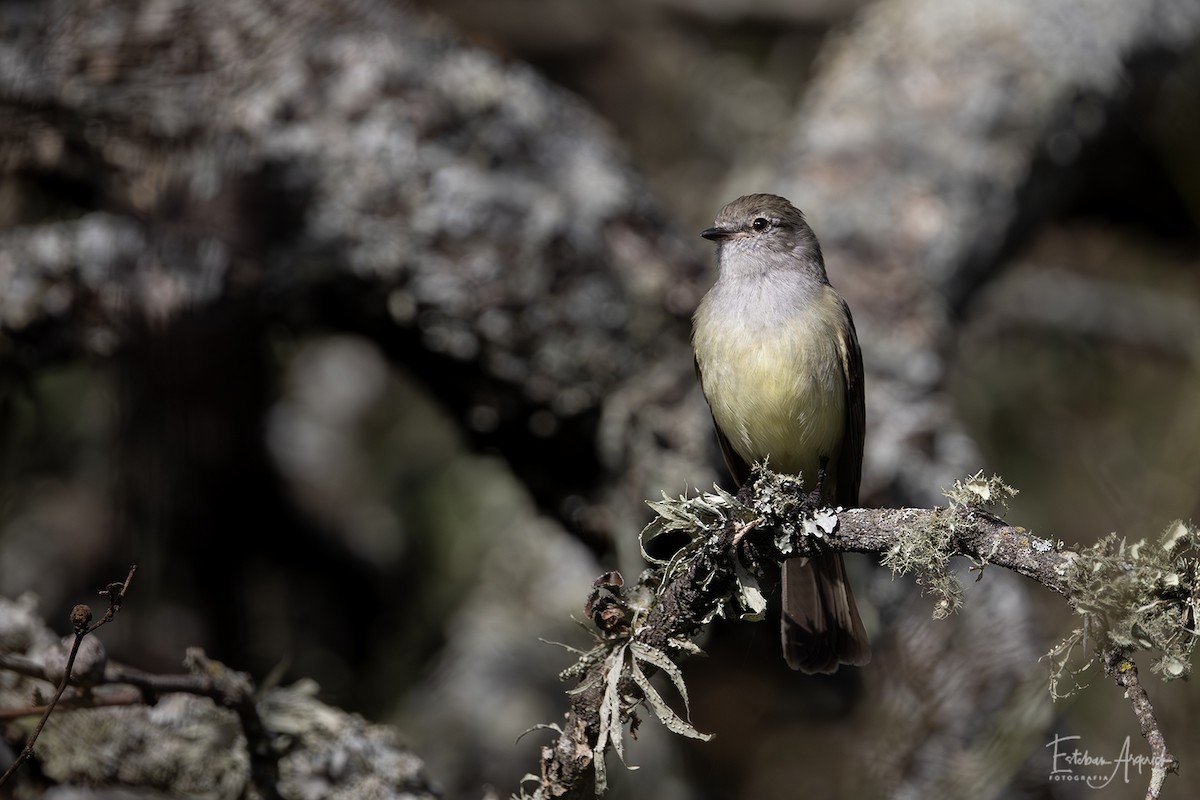 Pantanalstrauchtyrann - ML627990481