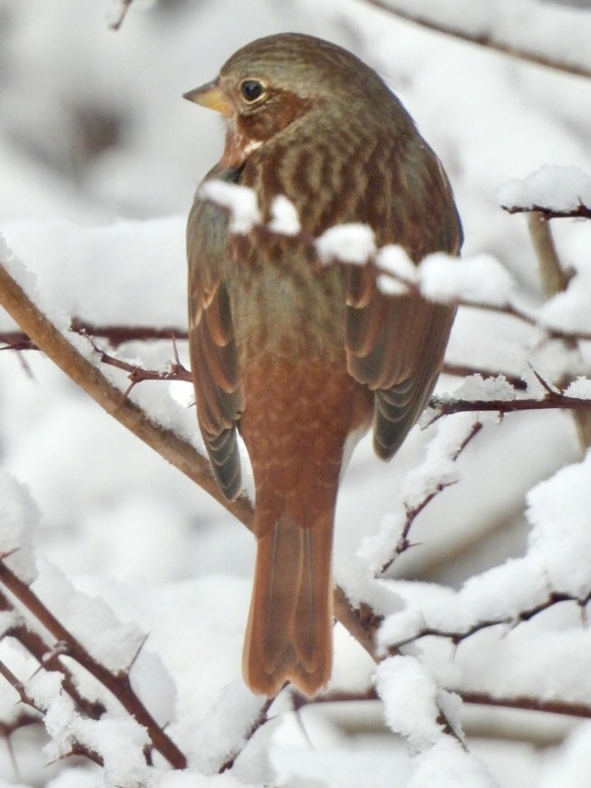 Fox Sparrow - ML627990487