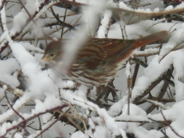 Fox Sparrow - ML627990488