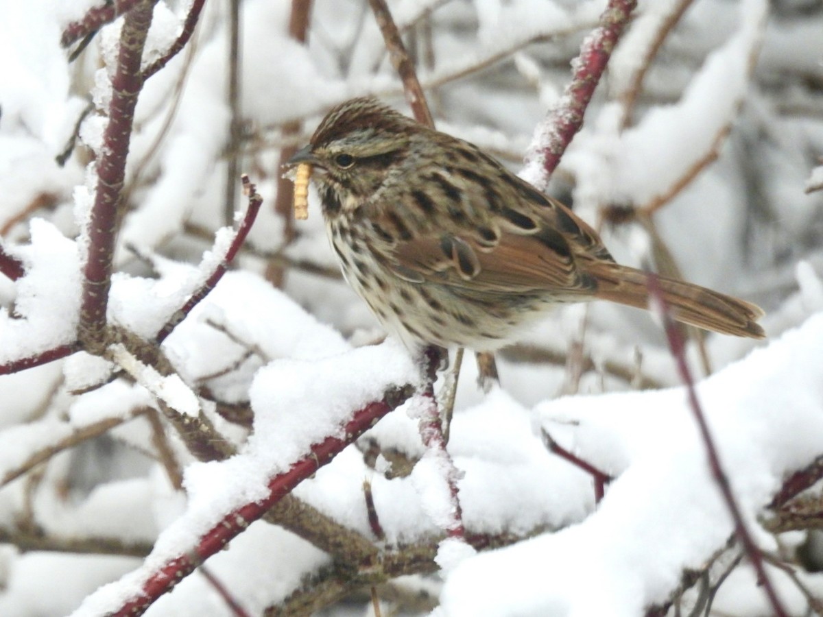 Song Sparrow - ML627990494