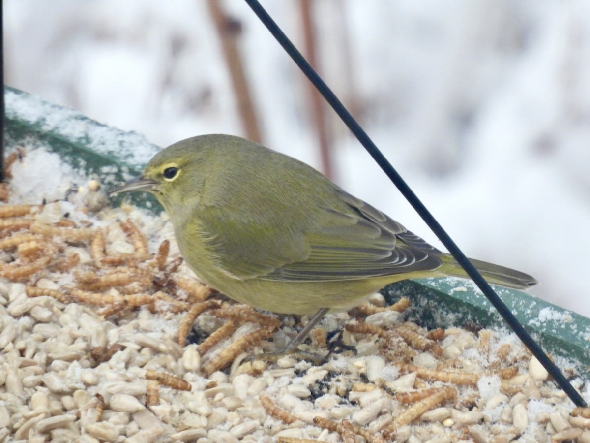 Orange-crowned Warbler - ML627990505