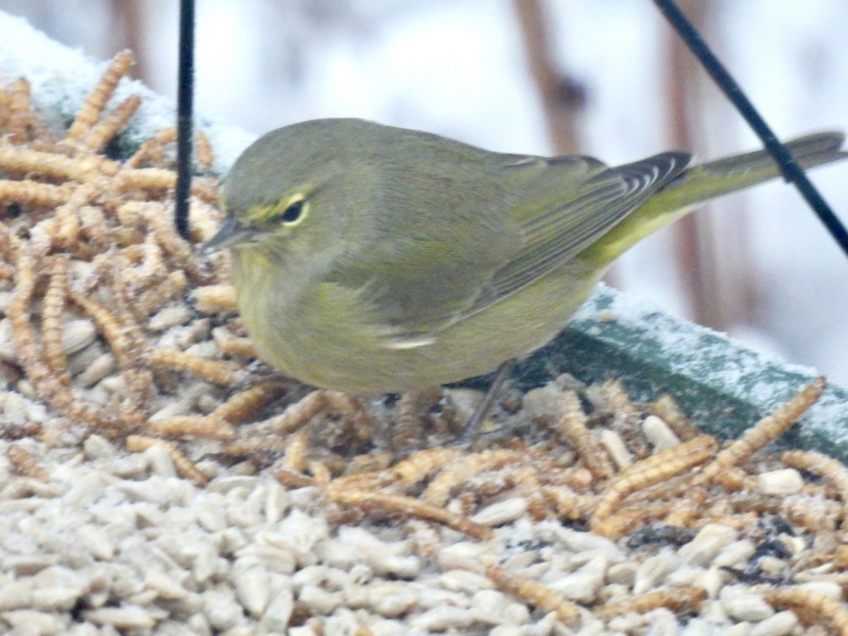 Orange-crowned Warbler - ML627990506