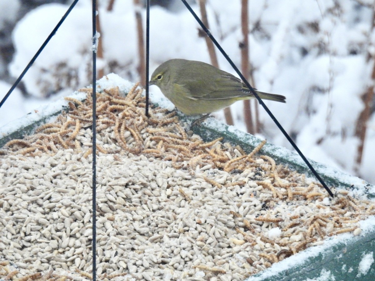 Orange-crowned Warbler - ML627990507