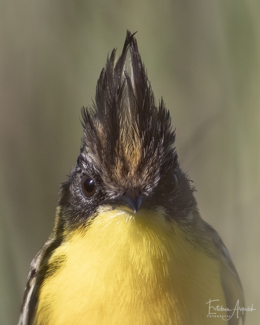 Schopfsumpftyrann - ML627990531