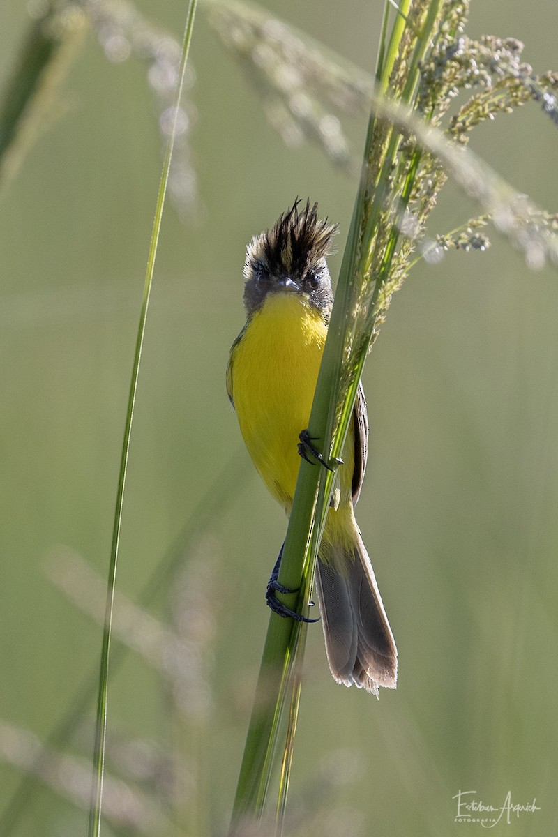 Schopfsumpftyrann - ML627990532