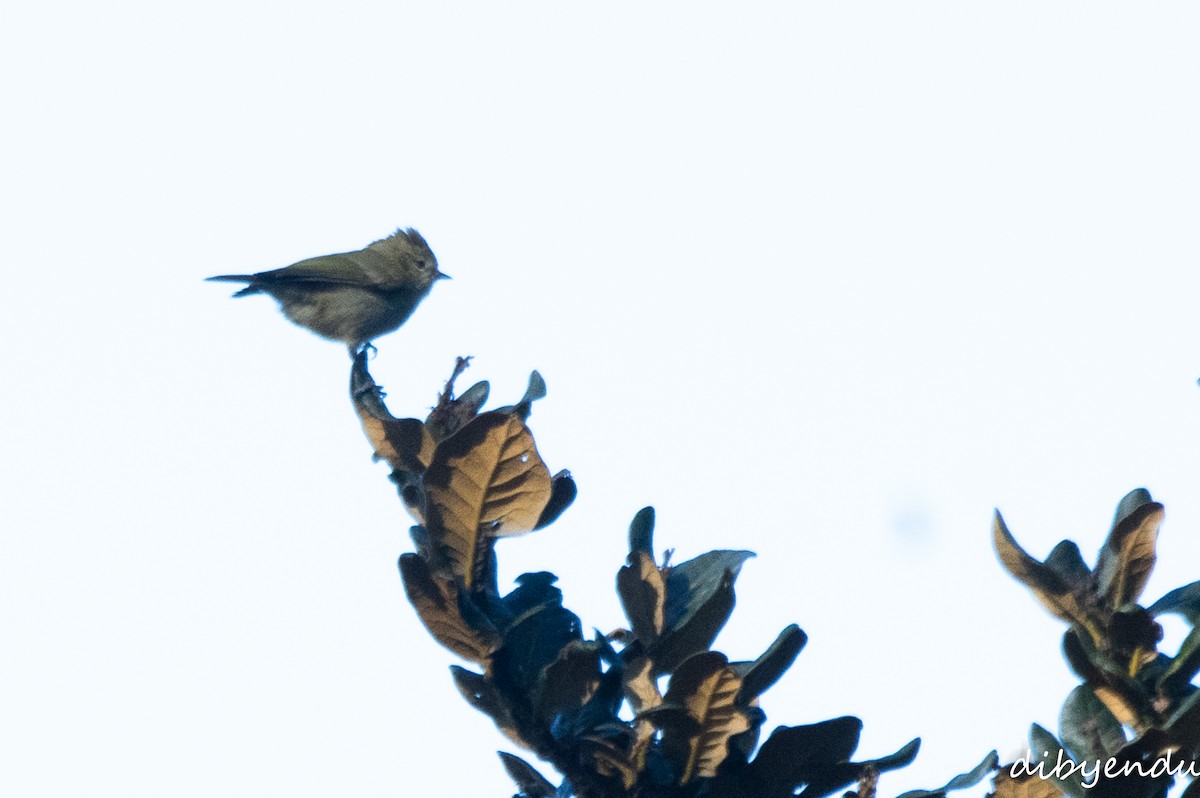 Yellow-browed Tit - ML627990550