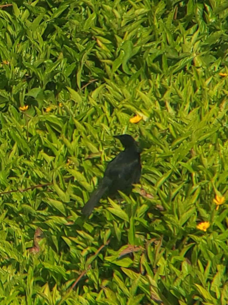 Scrub Blackbird - ML627990583