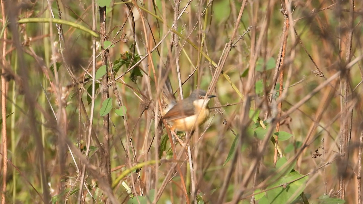 Ashy Prinia - ML627990587