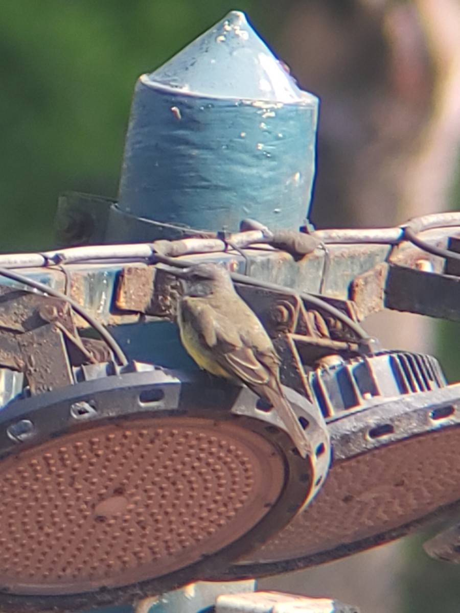 Tropical Kingbird - ML627990603