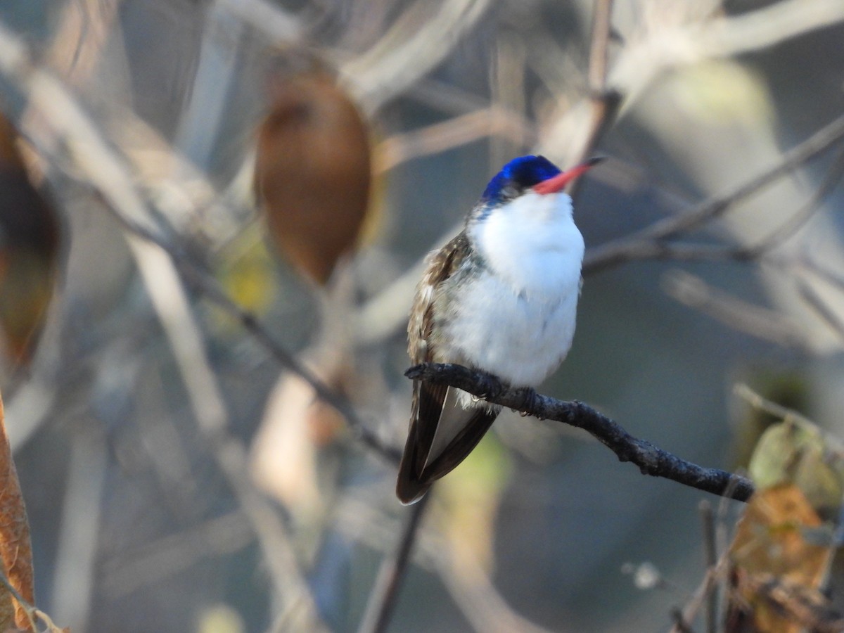 Violet-crowned Hummingbird - ML627990616