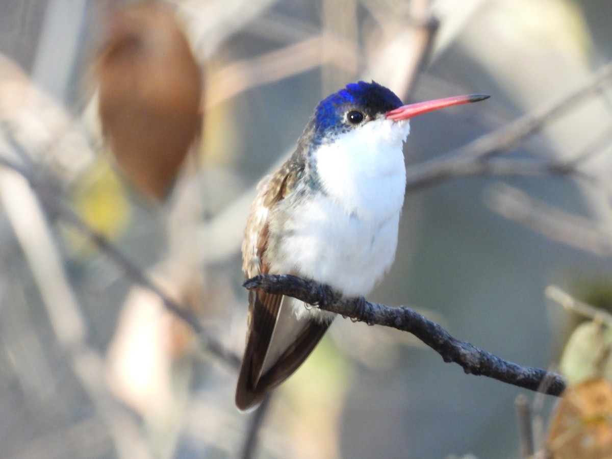 Violet-crowned Hummingbird - ML627990618