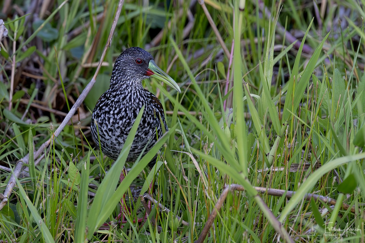 Spotted Rail - ML627990625