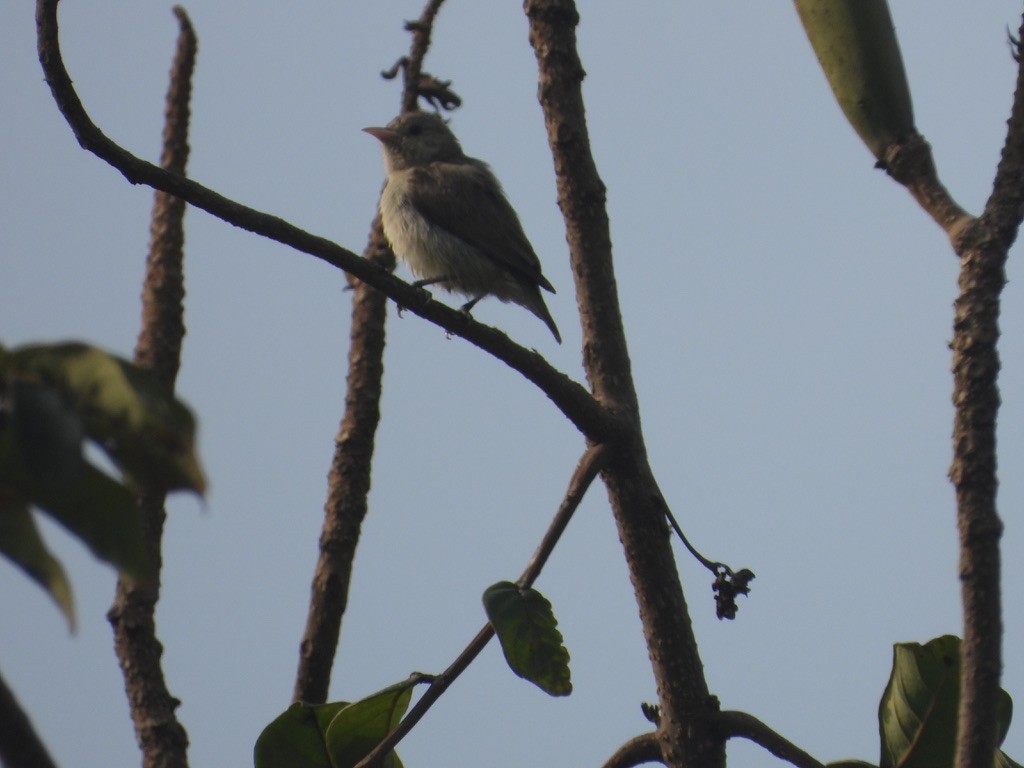 Pale-billed Flowerpecker - ML627990631