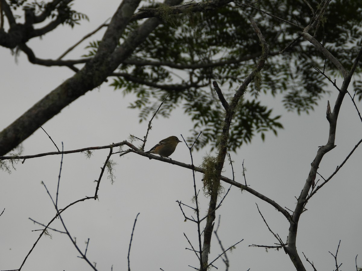 Northern White-fringed Antwren - ML627990647