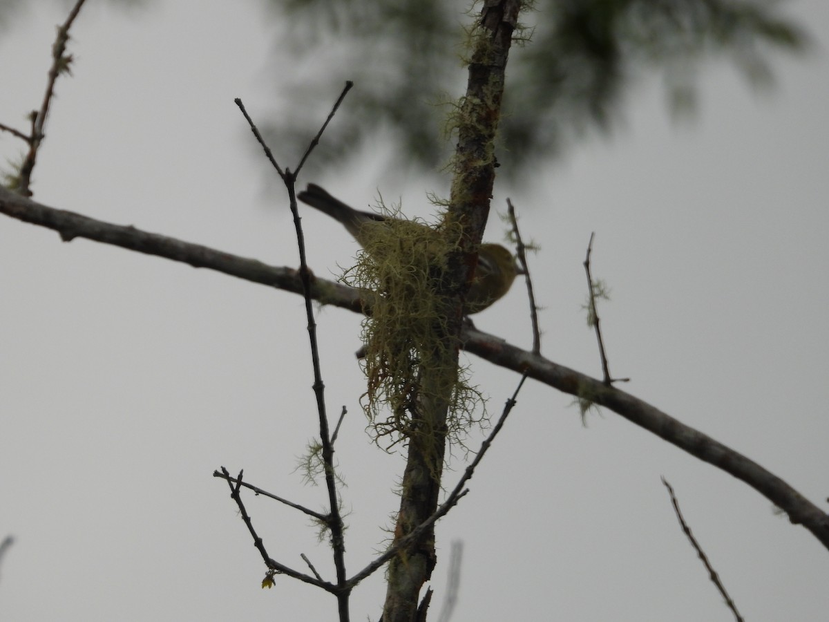 Northern White-fringed Antwren - ML627990648
