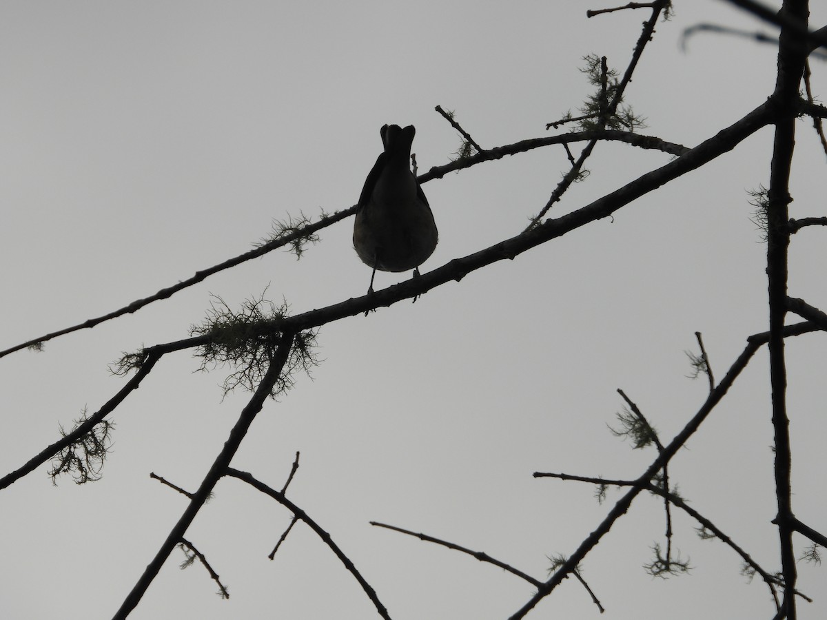 Northern White-fringed Antwren - ML627990649