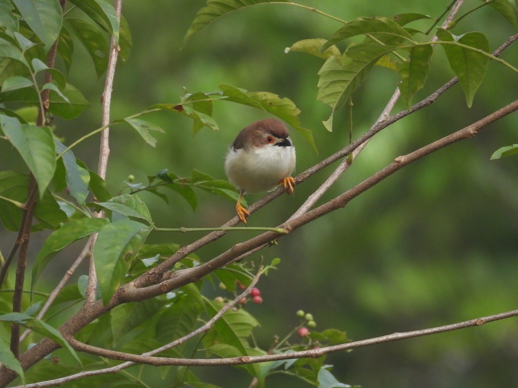 Yellow-eyed Babbler - ML627990654