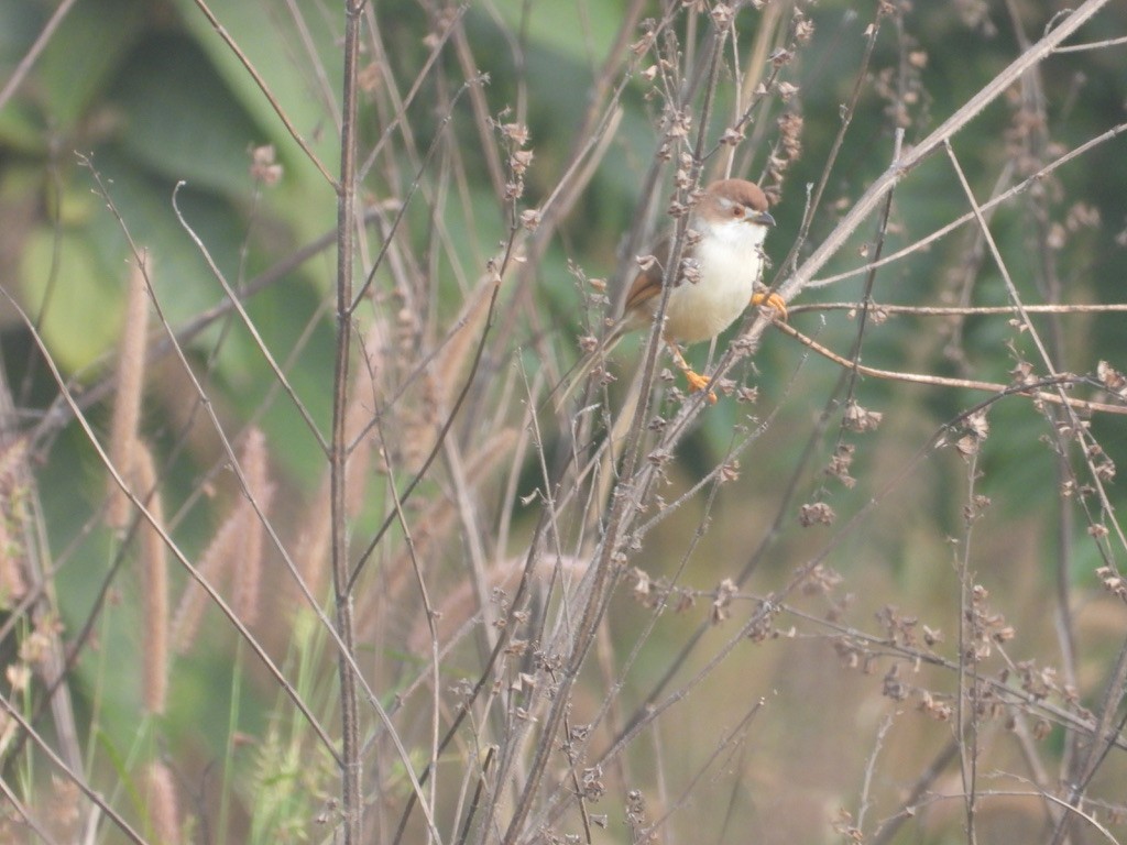 Yellow-eyed Babbler - ML627990658