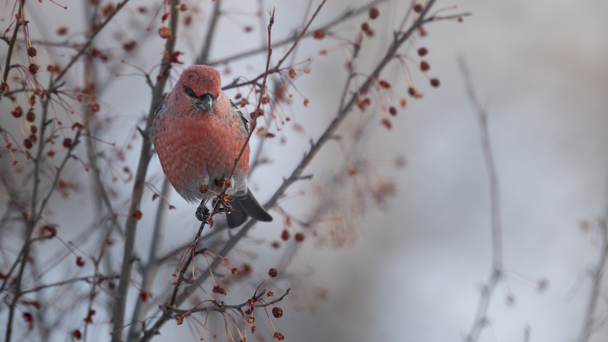 Pine Grosbeak - ML627990697