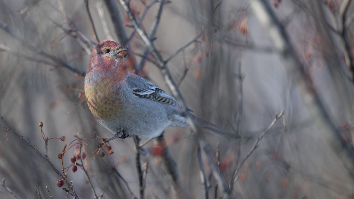 Pine Grosbeak - ML627990699