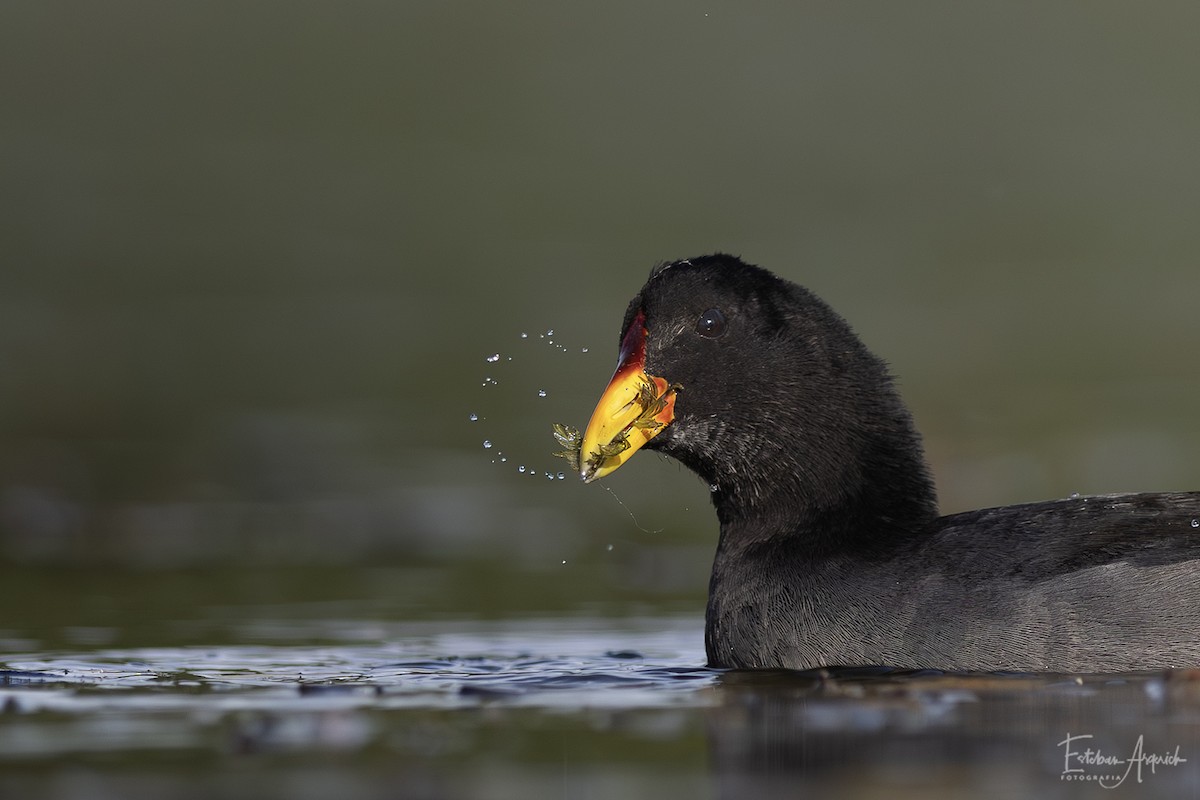 Rotstirn-Blässhuhn - ML627990801